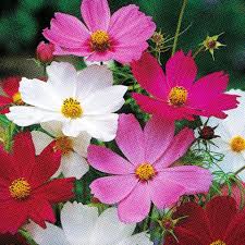 Cosmos plantes annuelle exposition ensoleillé fleurs blanche rose claire ou foncé